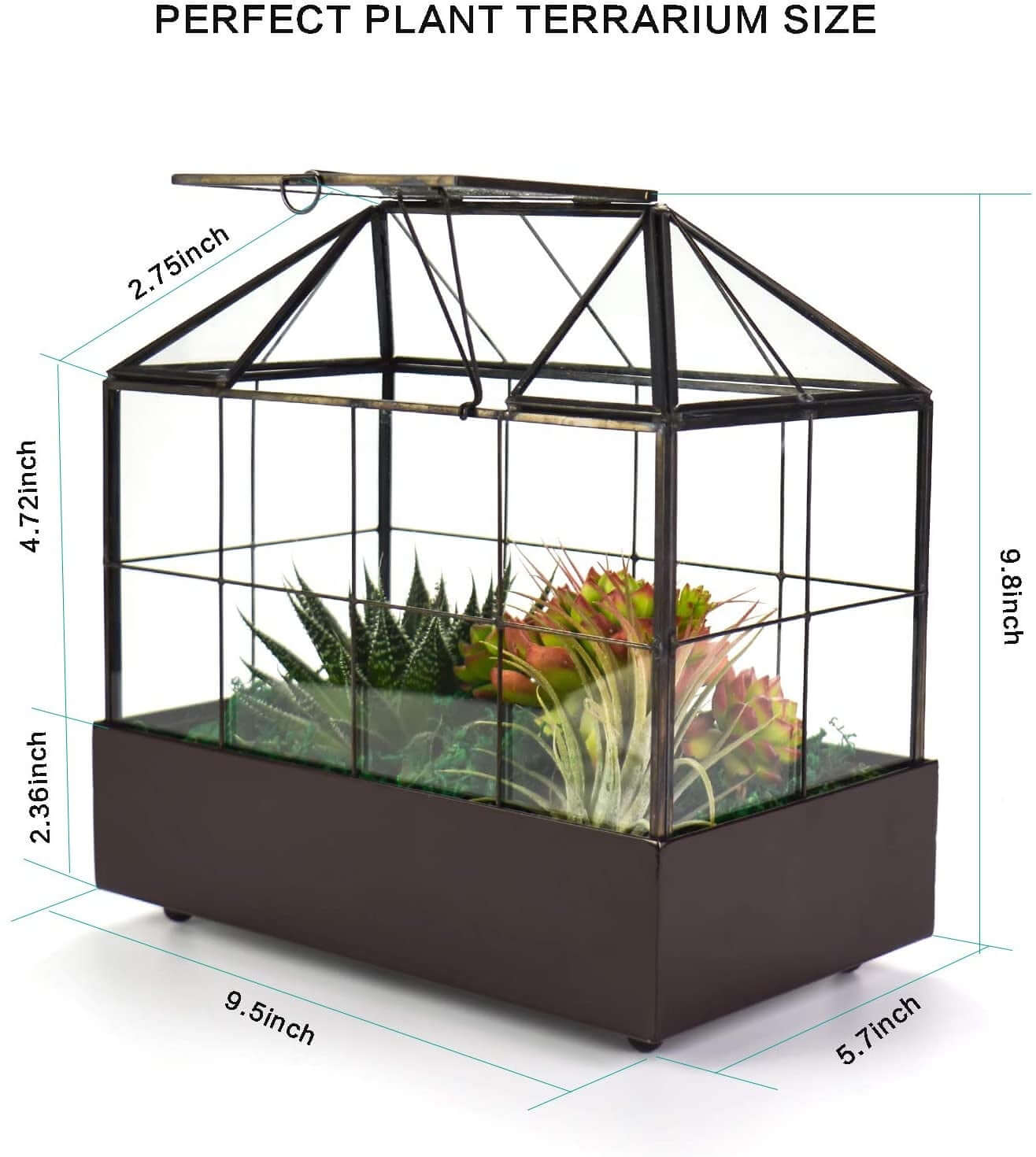Tabletop Terrarium Kit Large With Lid and Tray