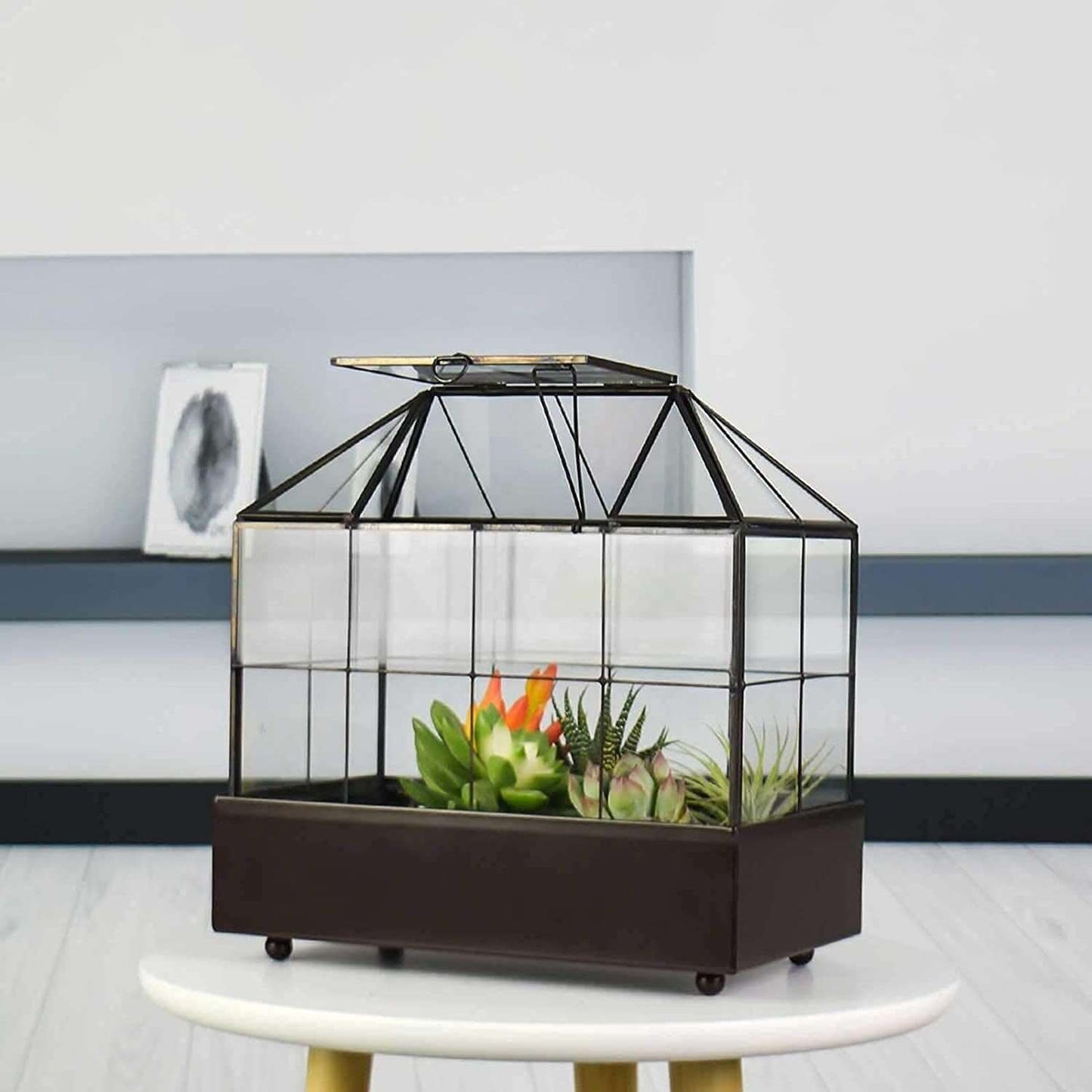 Tabletop Terrarium Kit Large With Lid and Tray