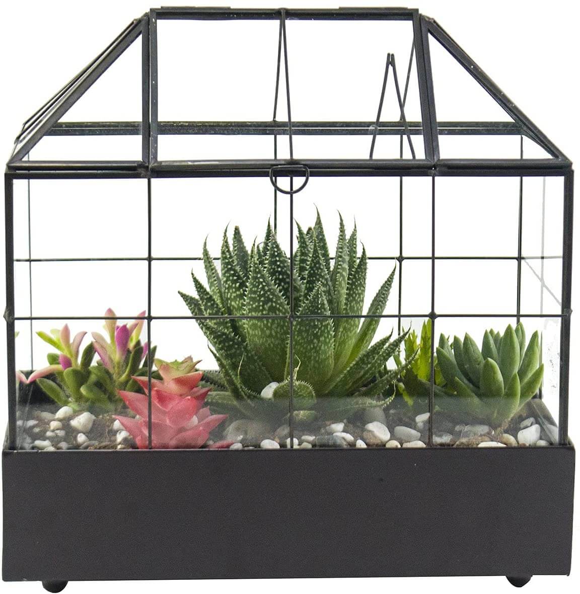Tabletop Terrarium Kit Large With Lid and Tray