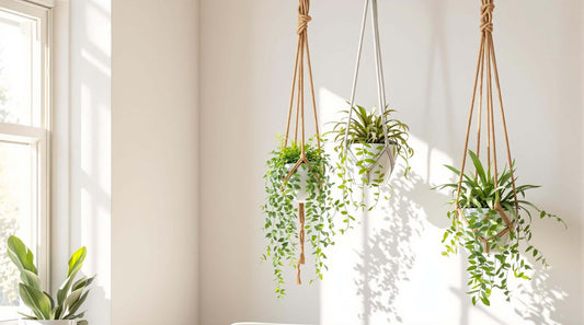 What Are Hanging Planters? | The Ultimate Styling Guide