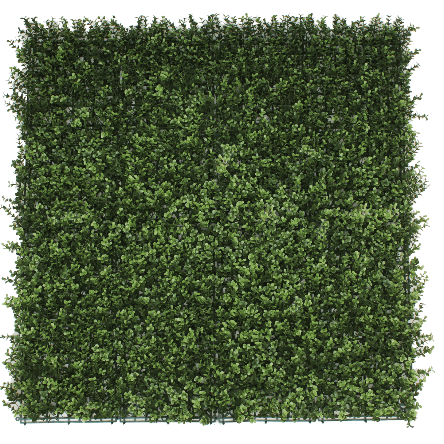 Natural Artificial Boxwood Wall 40" x 40" 11SQ FT Commercial Grade UV Resistant