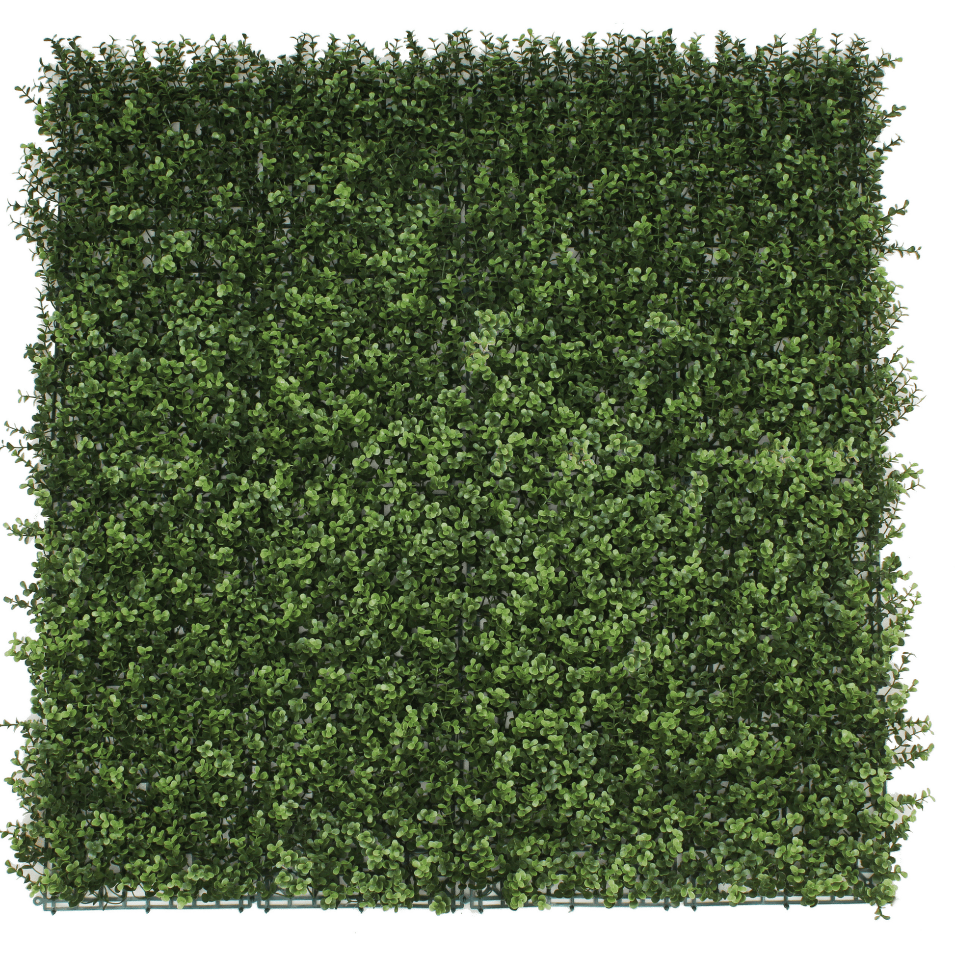 Sample Panel of Natural Artificial Boxwood Wall (Small Sample) Commercial Grade UV Resistant