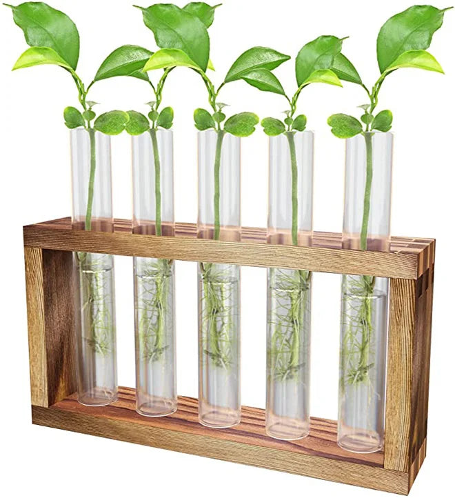 Glass Planter Propagation Station