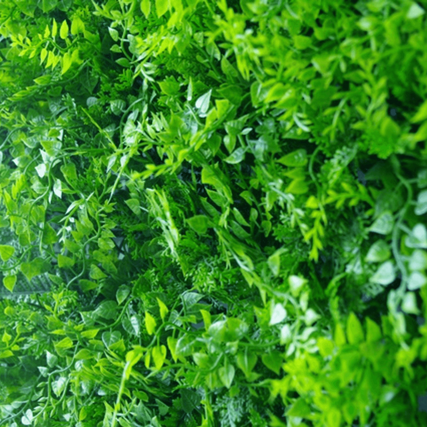 Sample Panel of Lush Fern Artificial Green Wall (Small Sample) Commercial Grade UV Resistant