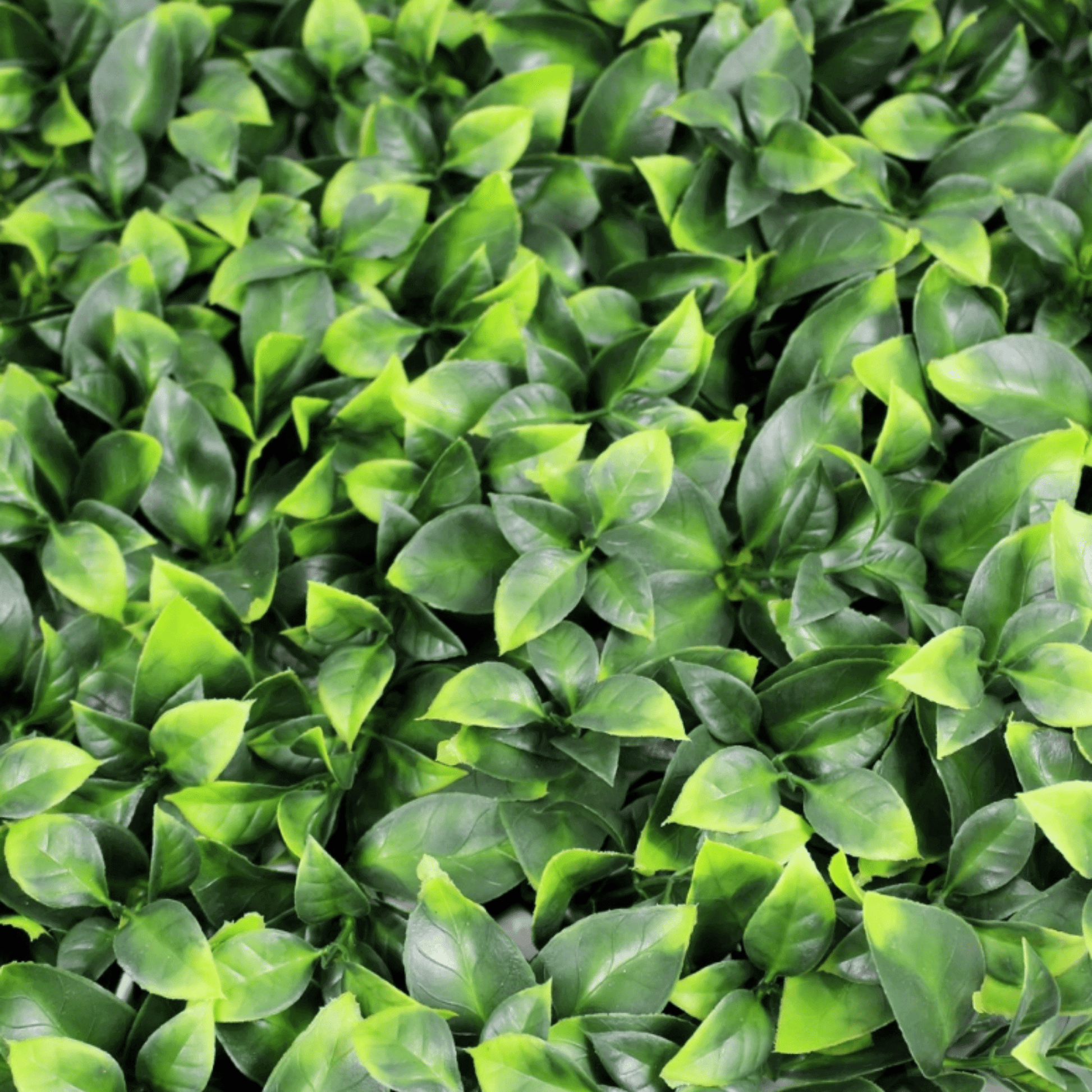 Jasmine Artificial Green Wall Set of 3 Pieces (40" x 40" Mats) 33SQFT Commercial Grade UV Resistant