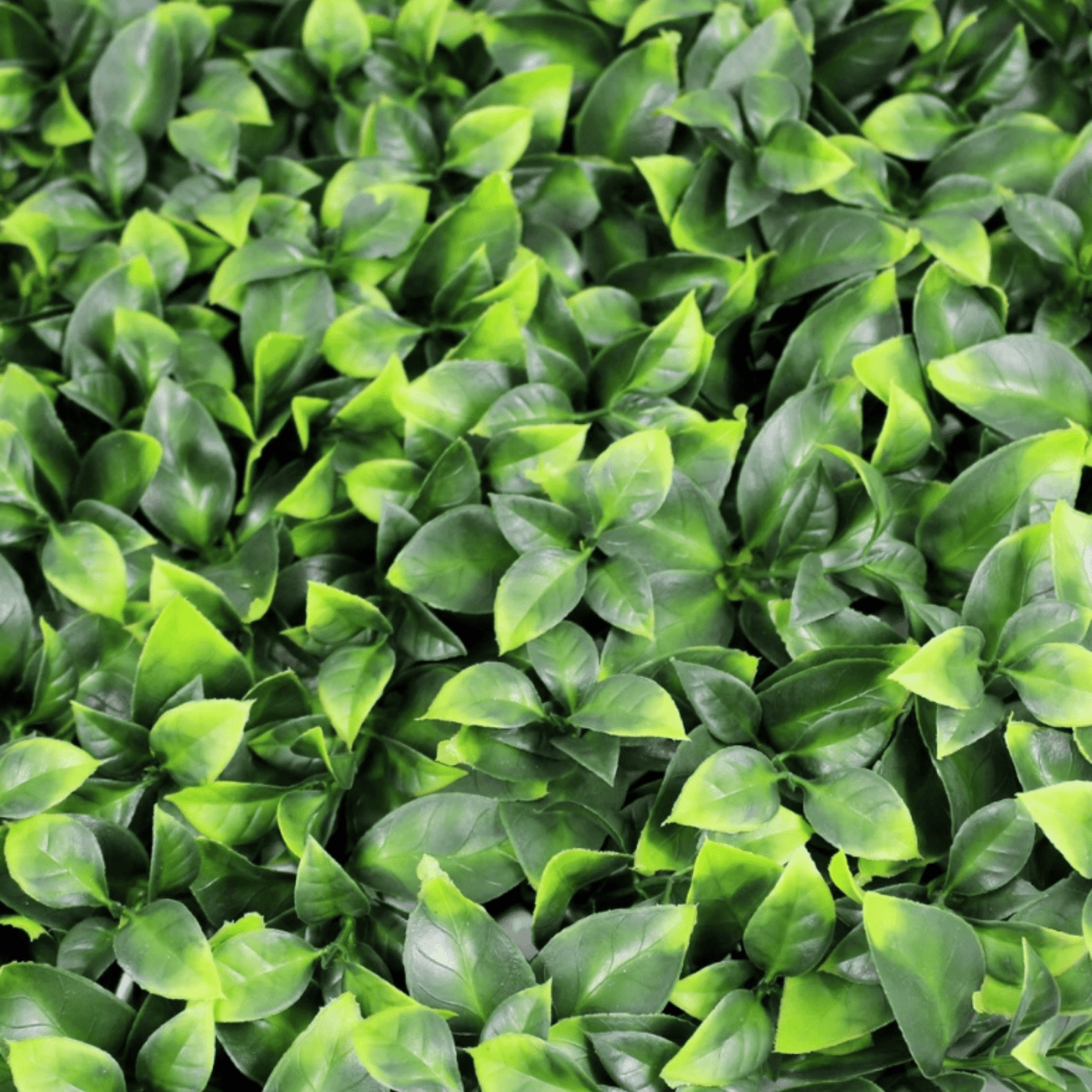 Sample Panel of Jasmine Artificial Green Wall (Small Sample) Commercial Grade UV Resistant