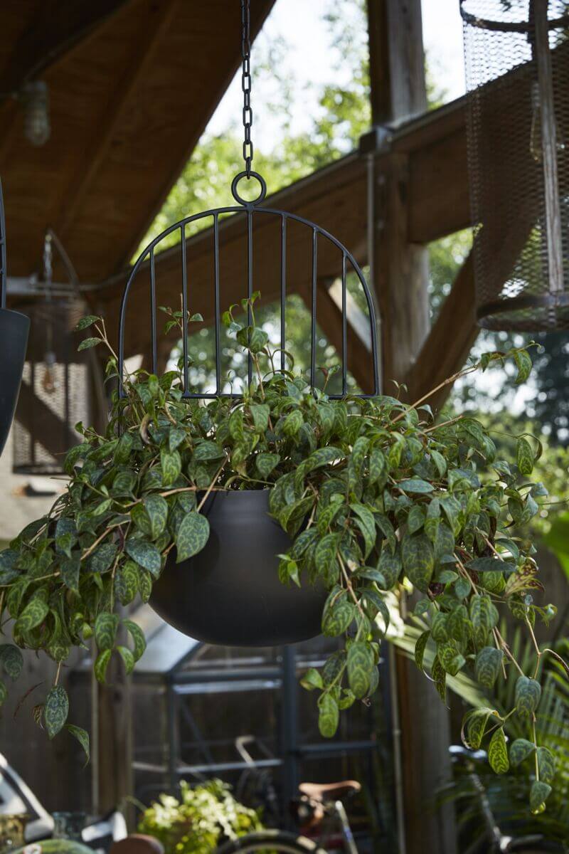 Hestia Hanging Pot