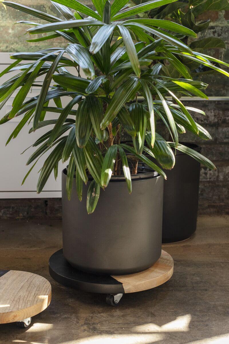 Kylo Plant Stand