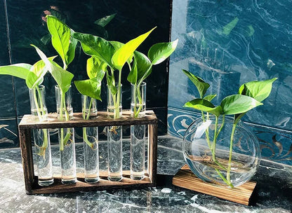 Glass Planter Propagation Station