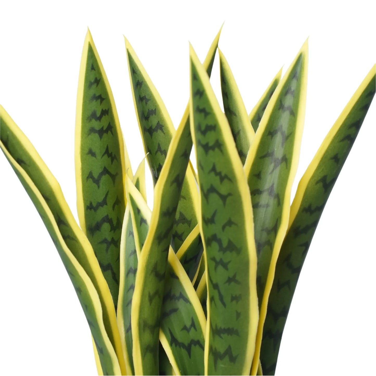 Set of 4 Artificial Yellow Tongue Plants (Snake Plant) - UV Resistant (Clearance)