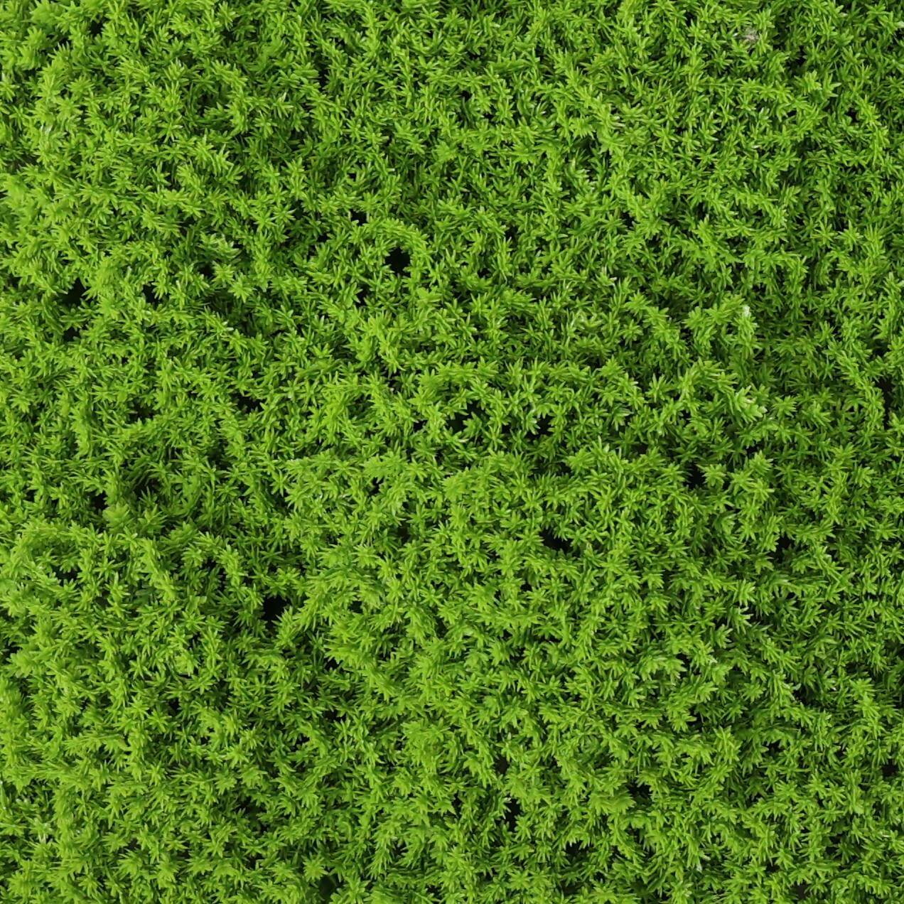 Sample Panel of Premium Faux Evergreen Moss Mat (Small Sample) Commercial Grade UV Resistant