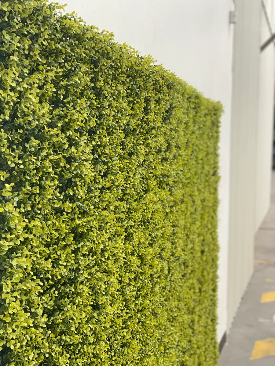 Yellow English Artificial Boxwood Wall 40" x 40" 11SQ FT Commercial Grade UV Resistant