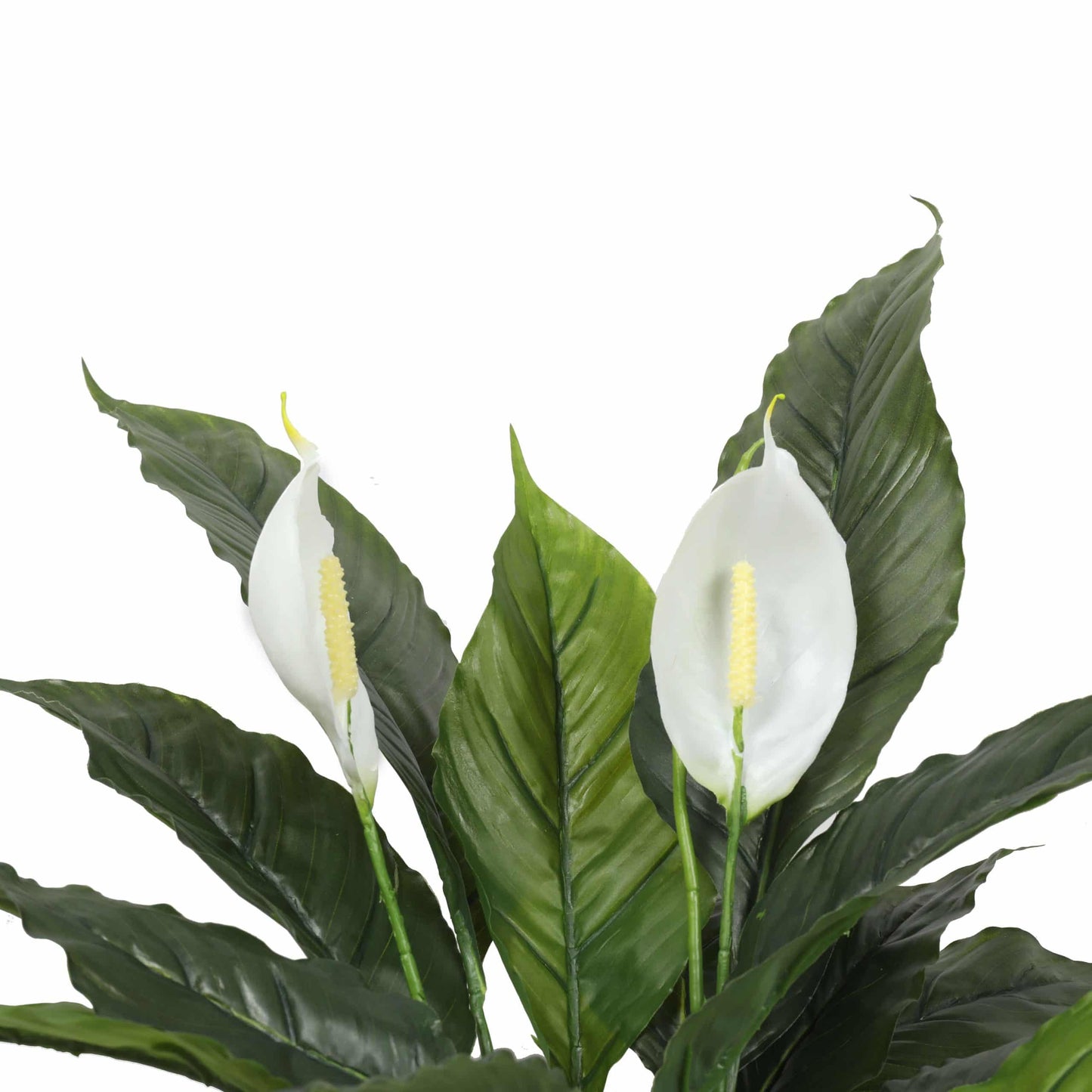 Elegant Artificial Peace Lily (Spathiphyllum) - 24-Inch Indoor Plant (Clearance)