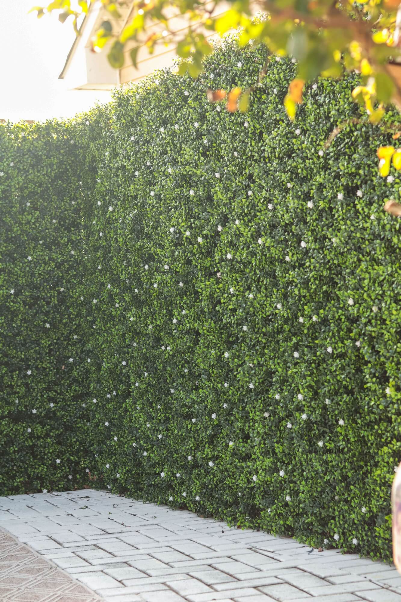 White Flowering Artificial Boxwood Wall 40" x 40" 11SQ FT Commercial Grade UV Resistant