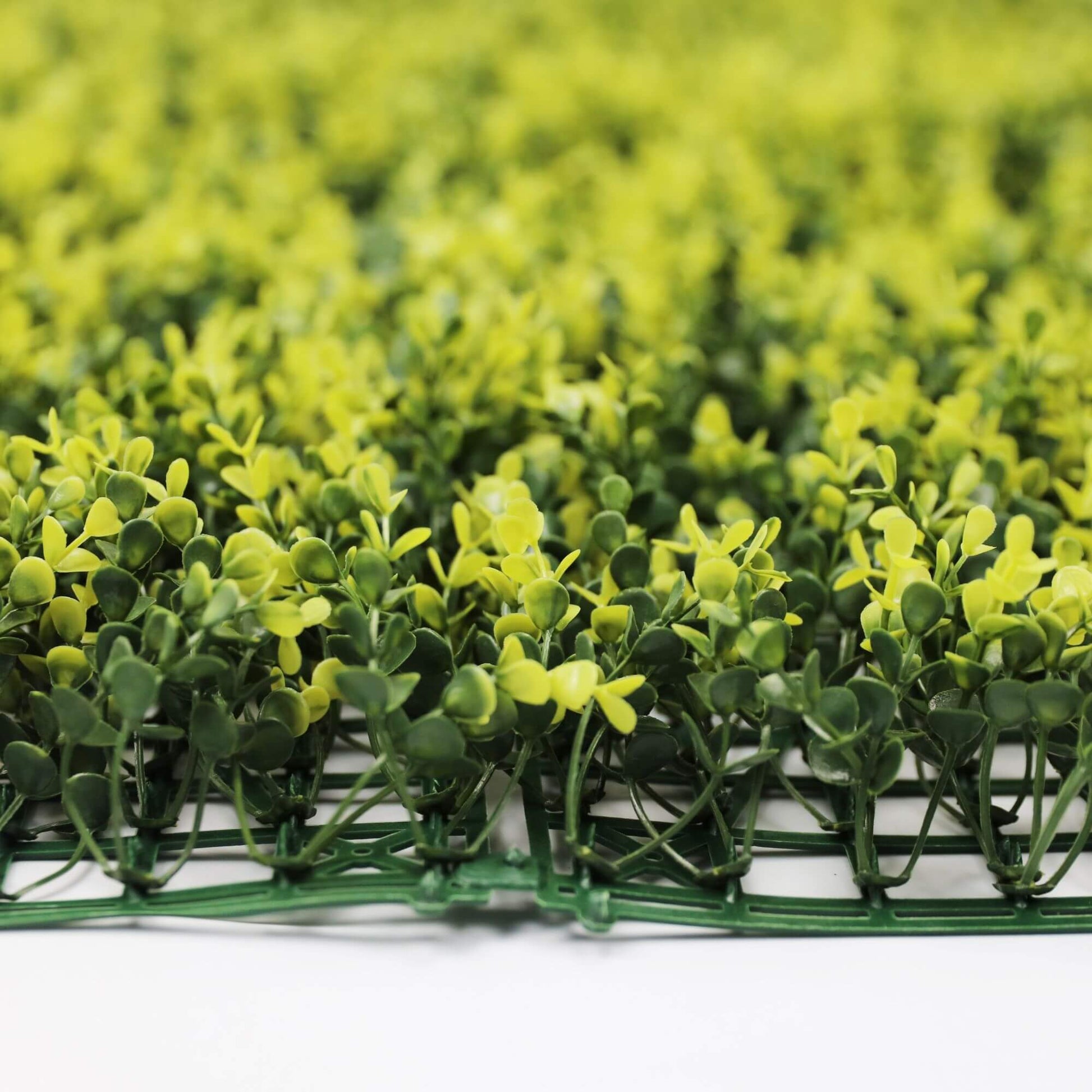 Sample Panel of Yellow English Artificial Boxwood Wall (Small Sample) Commercial Grade UV Resistant