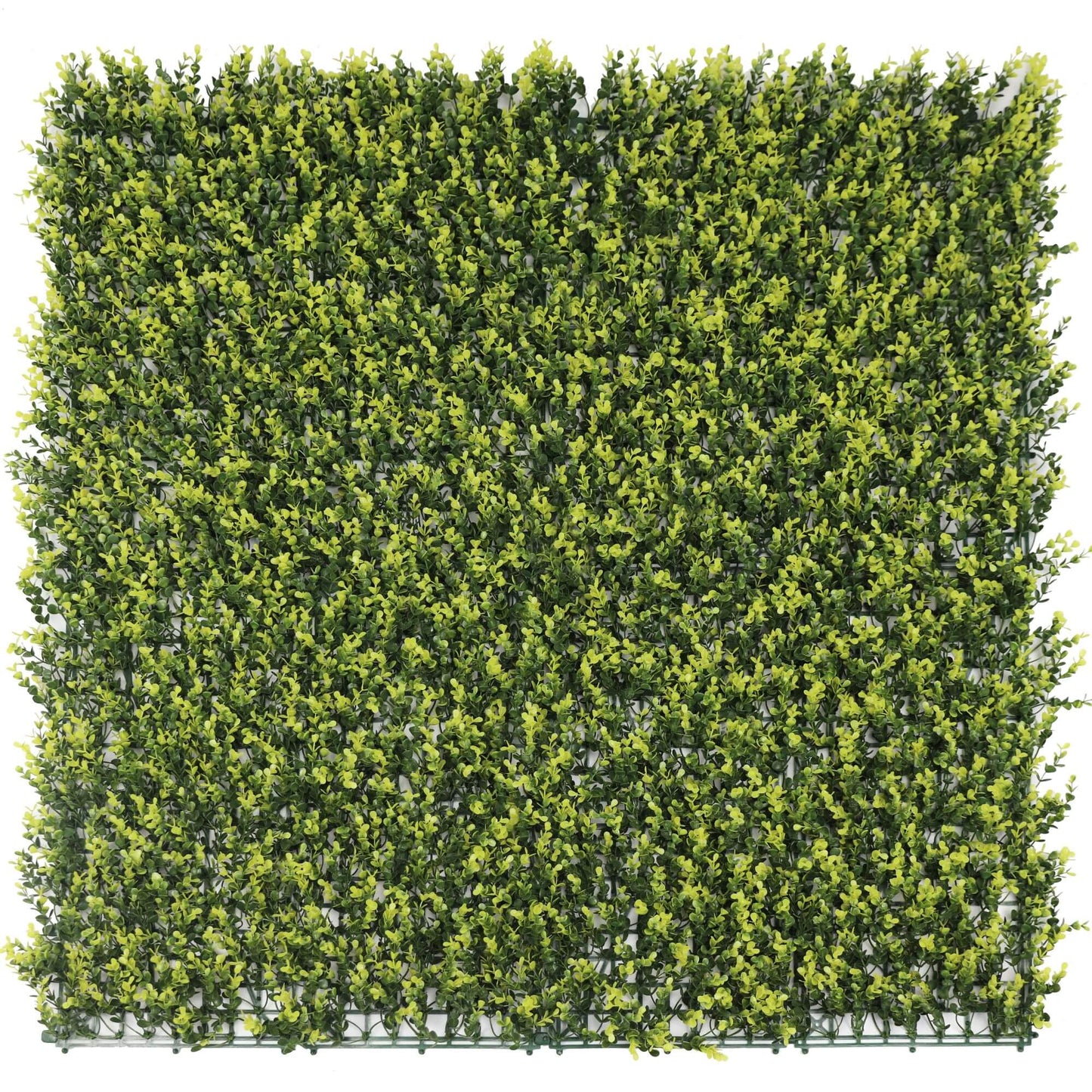 Yellow English Artificial Boxwood Wall 40" x 40" 11SQ FT Commercial Grade UV Resistant