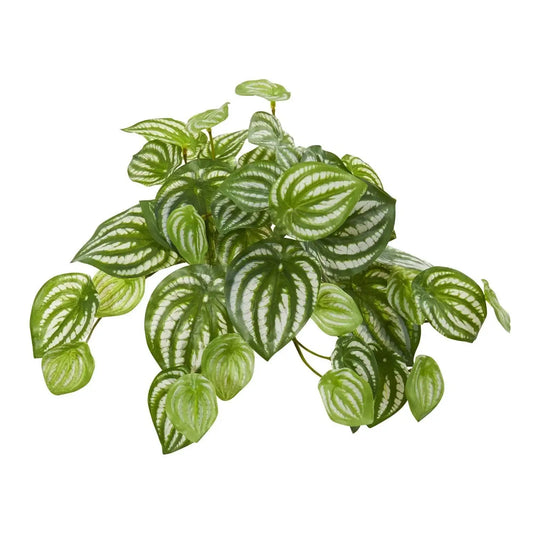 11" Peperomia Hanging Plant (Set of 12) (Real Touch)