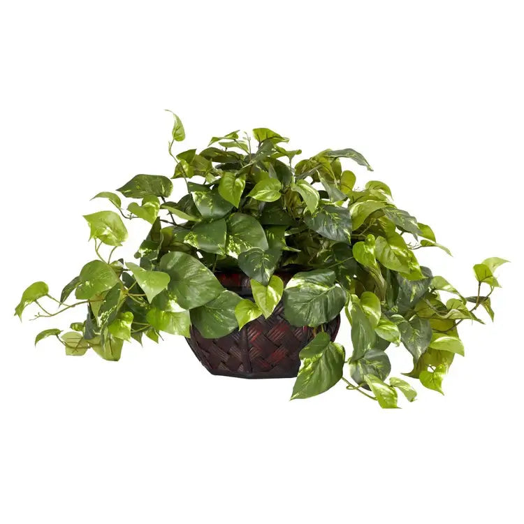 15" Pothos w/Decorative Planter