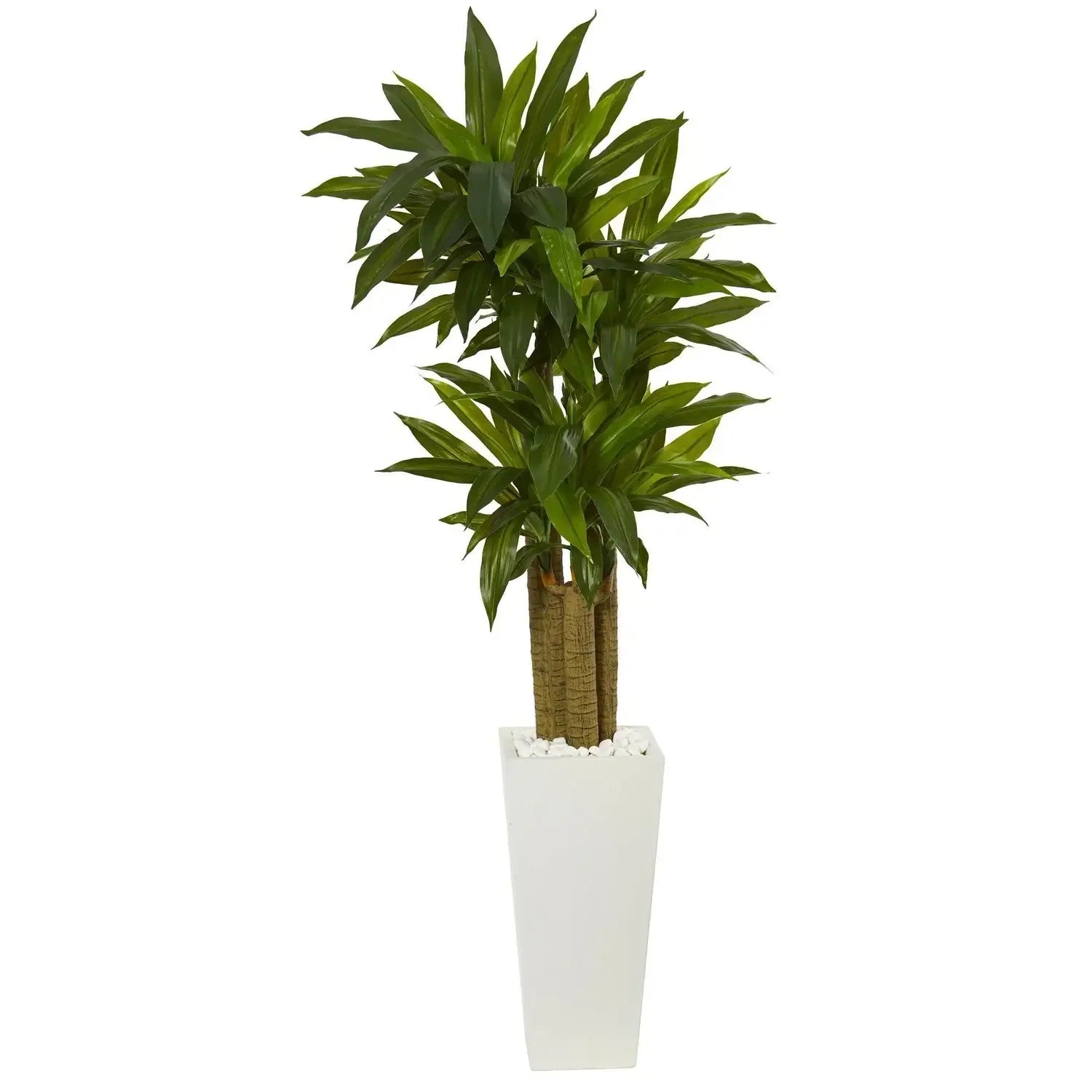 5' Cornstalk Dracaena Plant in White Tower Planter