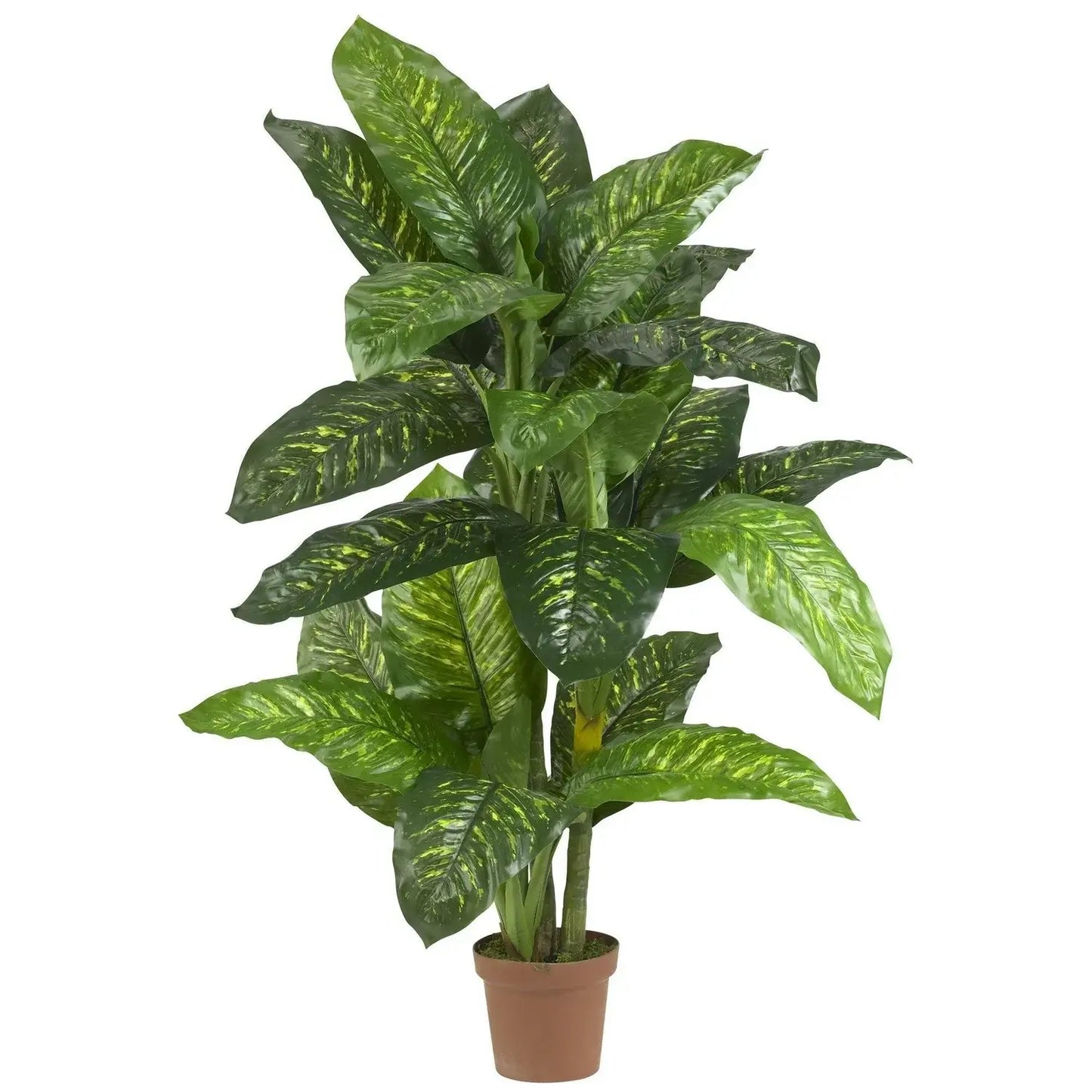 5' Dieffenbachia Plant (Real Touch)