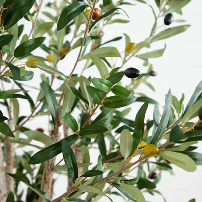 5' Olive Tree in Terracotta Planter