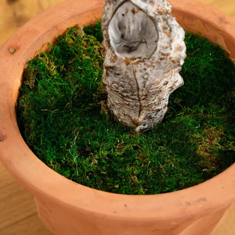 5' Olive Tree in Terracotta Planter