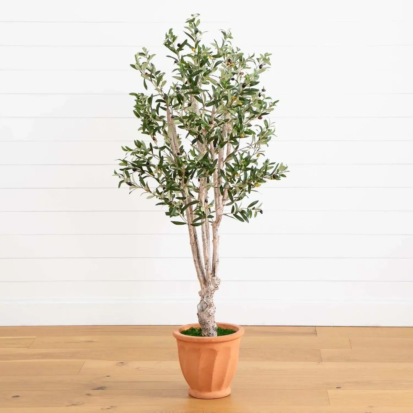 5' Olive Tree in Terracotta Planter