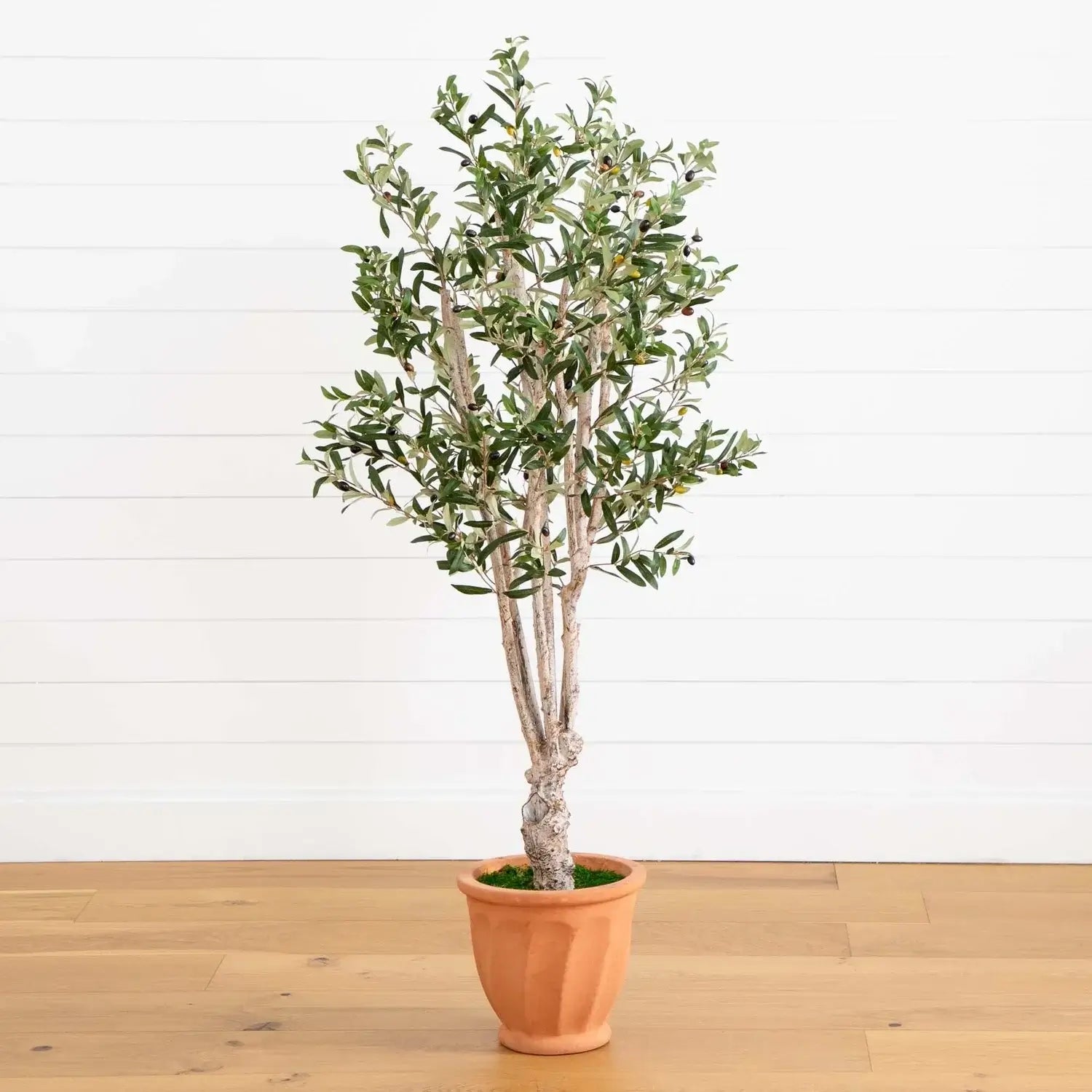 5' Olive Tree in Terracotta Planter