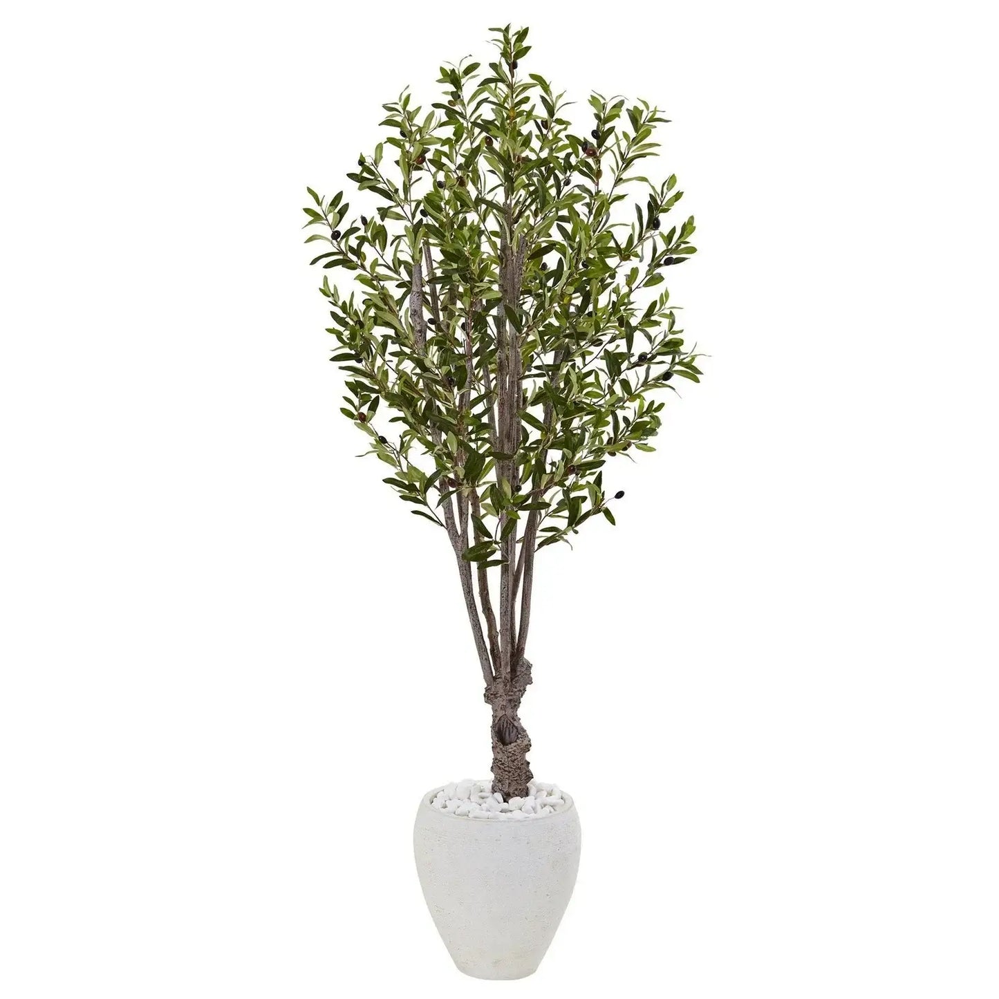 5' Olive Tree in White Oval Planter