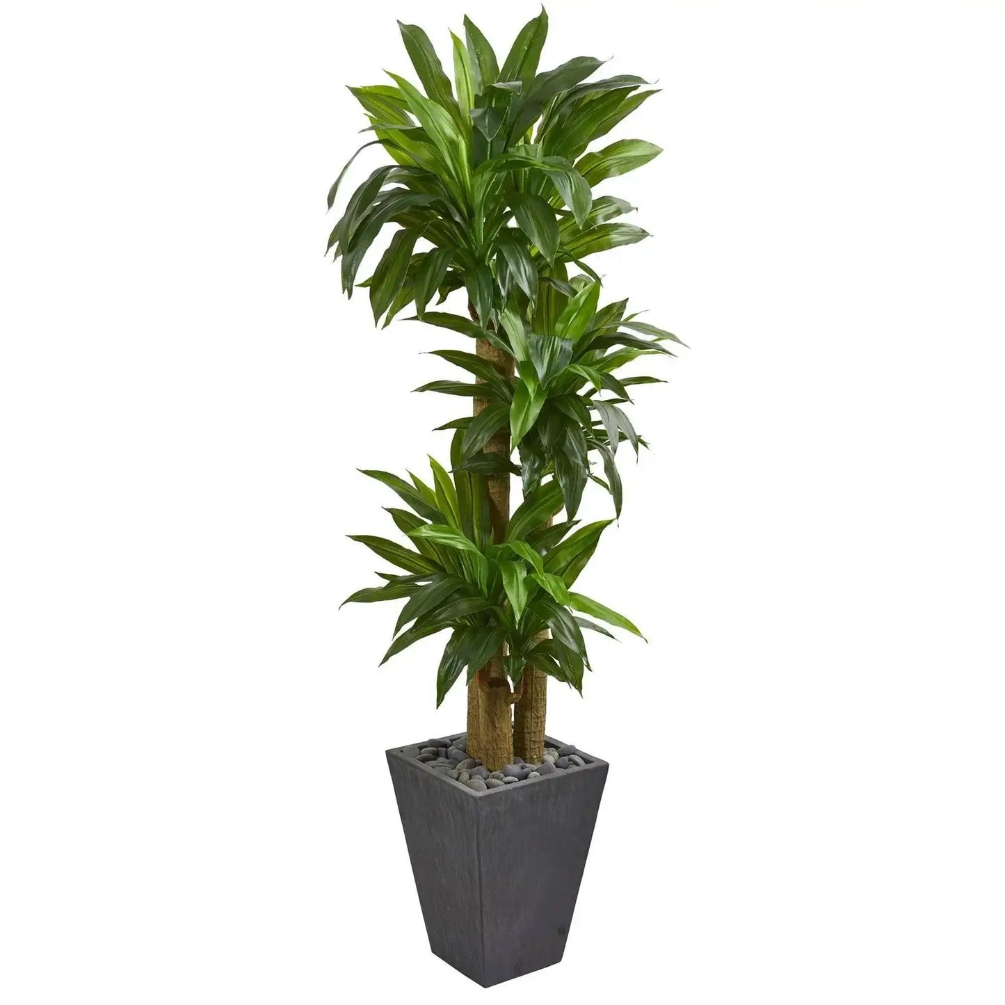 5.5' Cornstalk Dracaena Plant in Slate Planter (Real Touch)