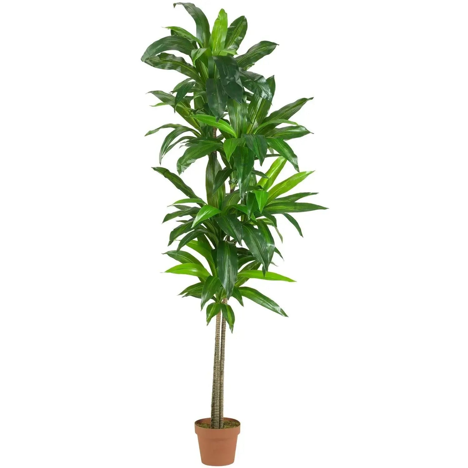 6' Dracaena Plant (Real Touch)