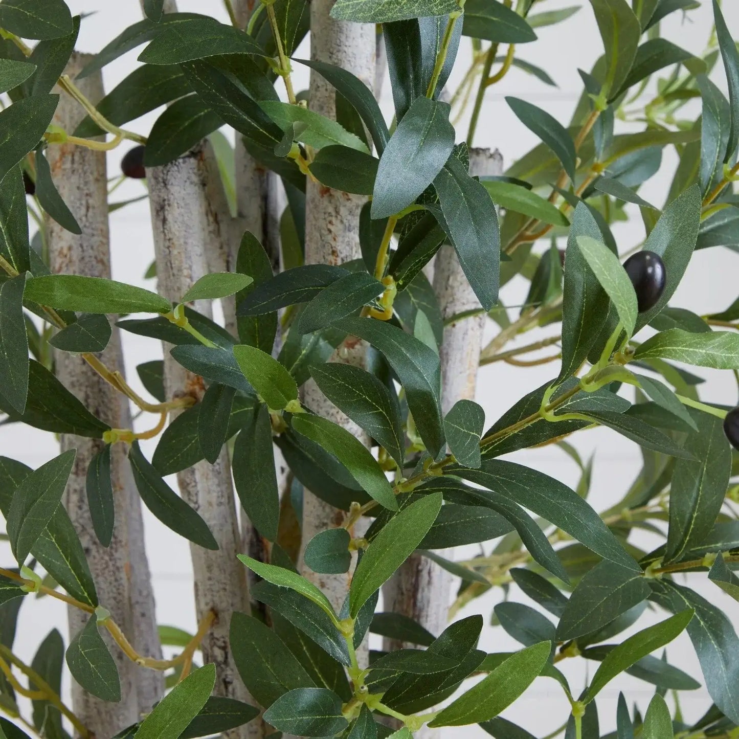 6' Olive Tree in White Tower Planter