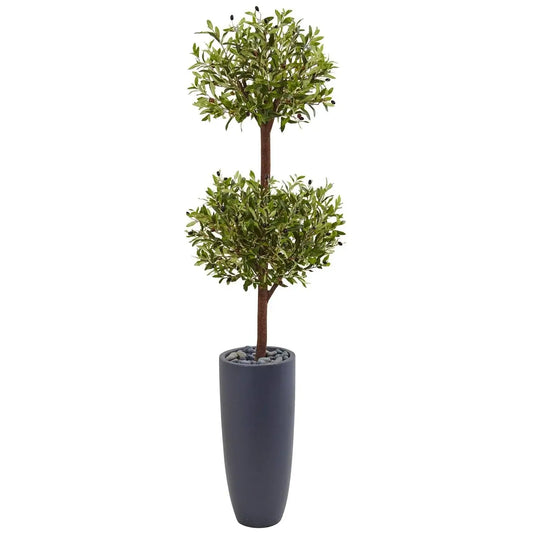 6' Olive Double Tree in Gray Cylinder Planter