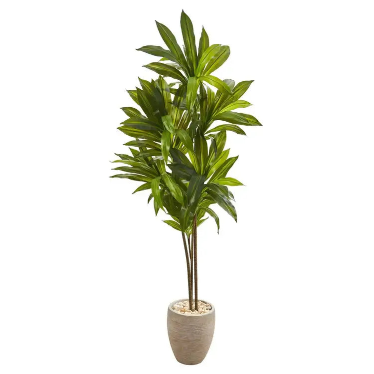 68" Dracaena Plant in Sand Colored Planter (Real Touch)