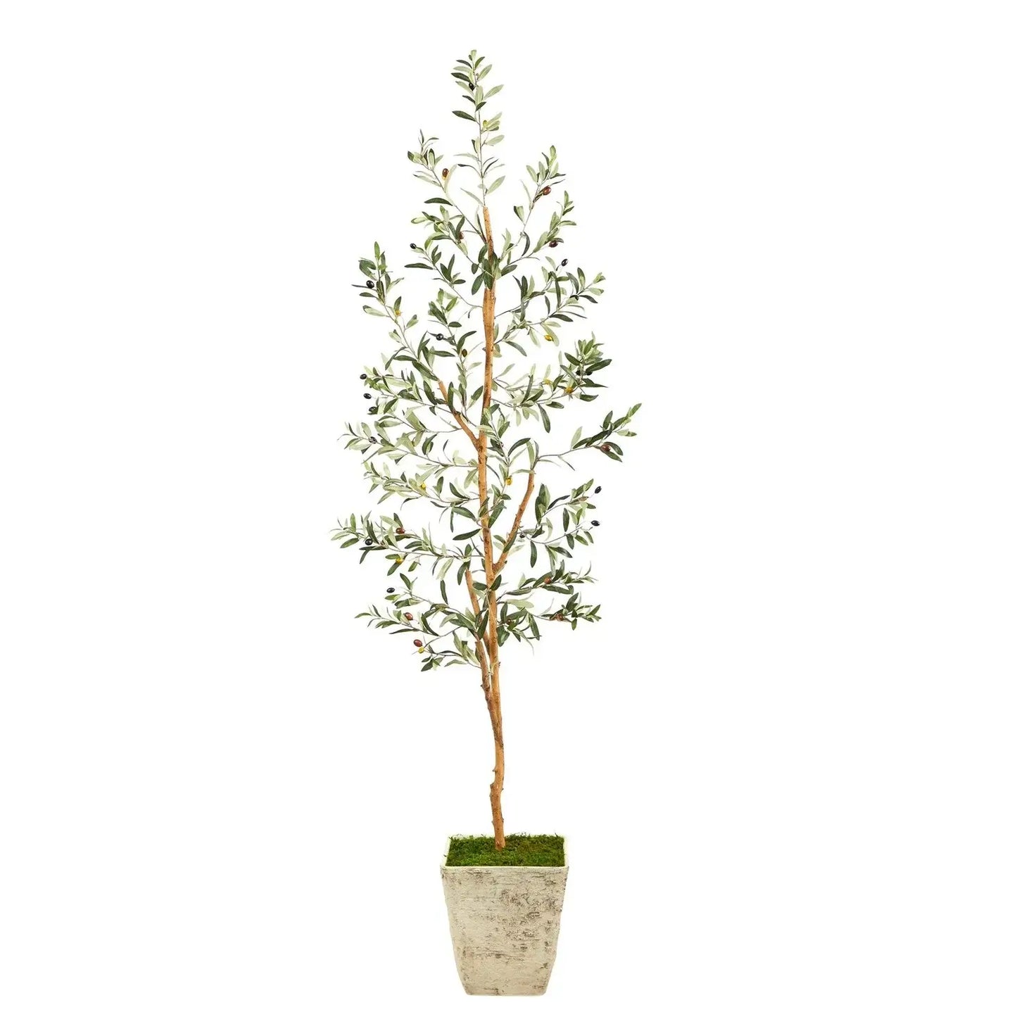 70" Olive Artificial Tree in Country White Planter