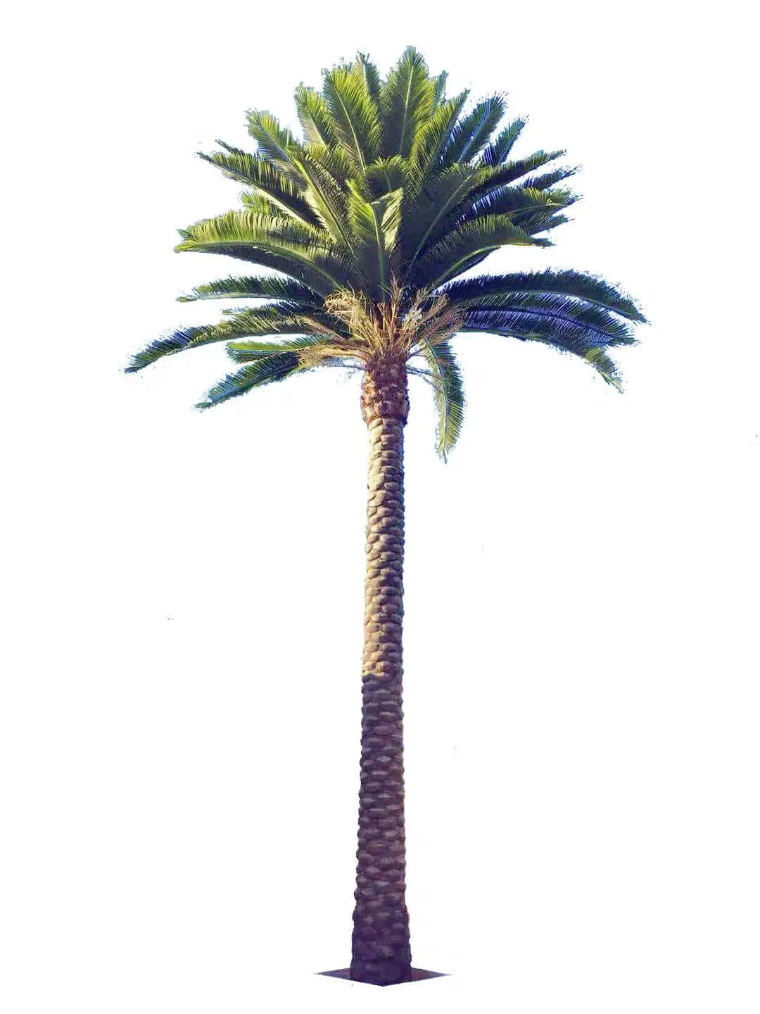 Tall Artificial Florida Palm Tree (13ft To 23ft) UV Resistant (10-12 Week Back Order)