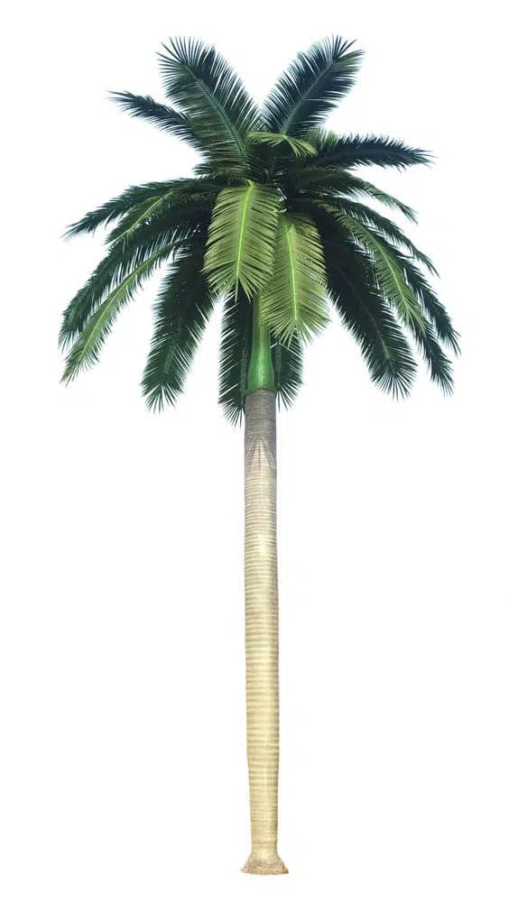 Tall Artificial Royal Palm Tree (13ft - 23ft) UV Resistant (10-12 Week Back Order)