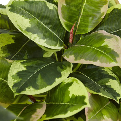 24" Rubber Plant in Glossy Cylinder (Real Touch)