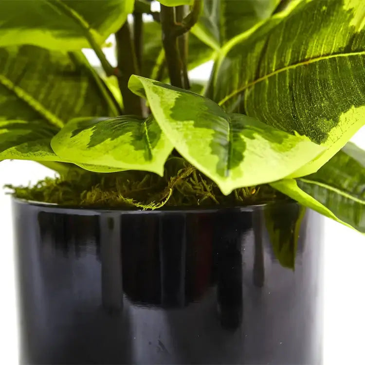 24" Rubber Plant in Glossy Cylinder (Real Touch)