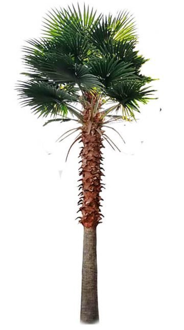 Tall Artificial Mexican Fan Palm Tree (13ft - 23ft) UV Resistant (10-12 Week Back Order)