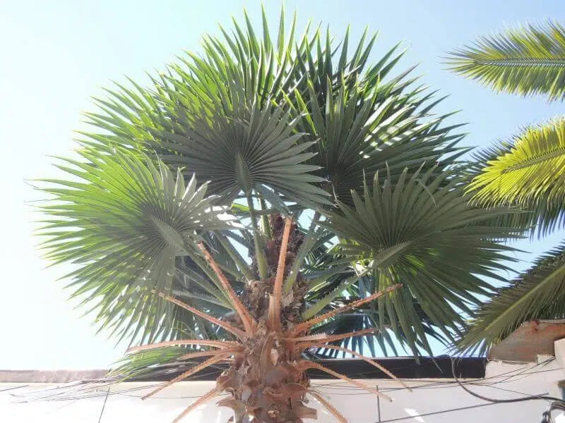 Tall Artificial Mexican Fan Palm Tree (13ft - 23ft) UV Resistant (10-12 Week Back Order)