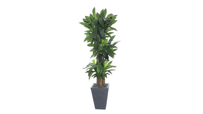 5.5' Cornstalk Dracaena Plant in Slate Planter (Real Touch)