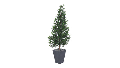 67" Olive Cone Topairy Tree in Planter UV (Indoor/Outdoor)