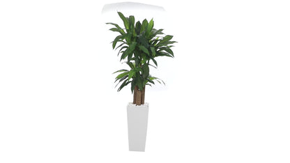 5' Cornstalk Dracaena Plant in White Tower Planter