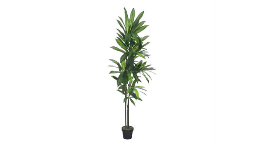 6' Dracaena Plant (Real Touch)